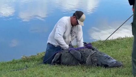 Florida’da köpeğini gezdiren bayan, timsah hücumunda hayatını kaybetti